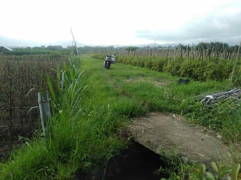 tanah luas subur murah strategis di karangploso malang