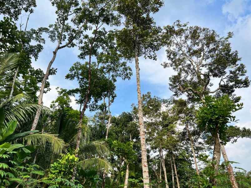 tanah mojogedang karanganyar