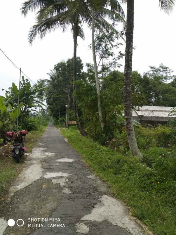 tanah sawah di sukodono donokerto turi sleman