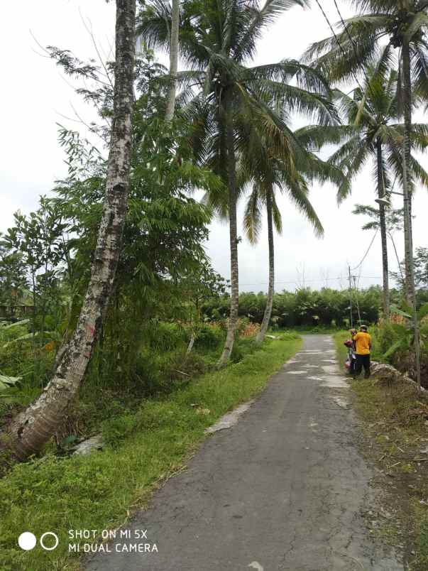 tanah sawah di sukodono donokerto turi sleman