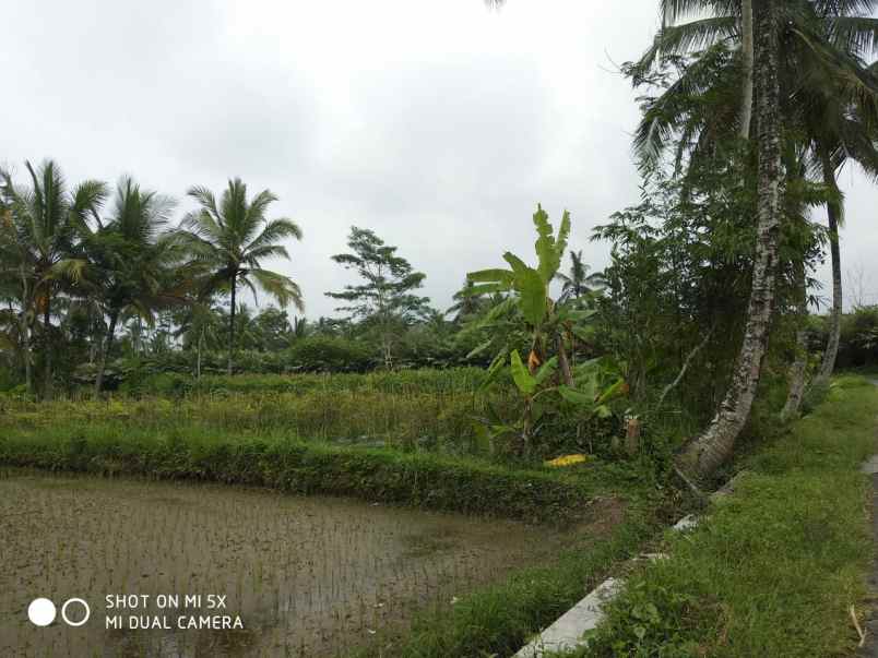 tanah sawah di sukodono donokerto turi sleman