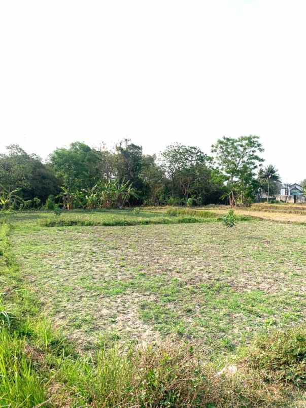 tanah sawah strategis 150 meter dari jalan gito gati