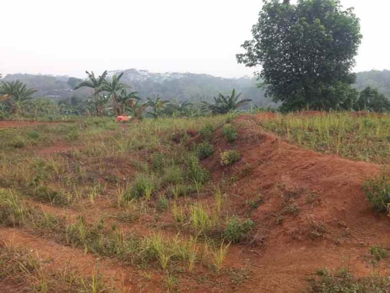 tanah untuk perumahan perkabunan di ciseeng