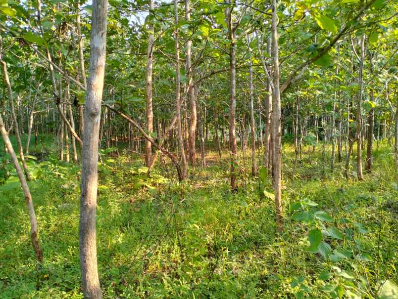 dijual lahan jati di tambaksari giritontro wonogiri