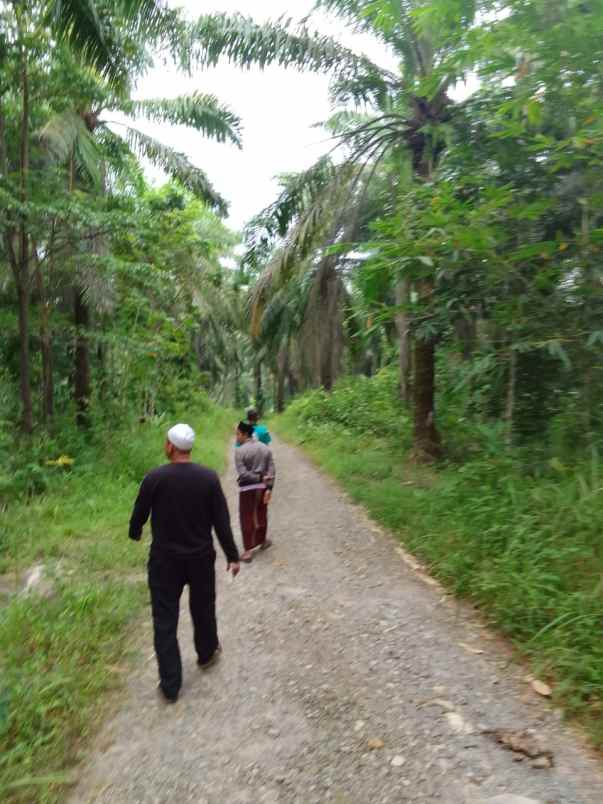 dijual lahan perkebunan di pandeglang