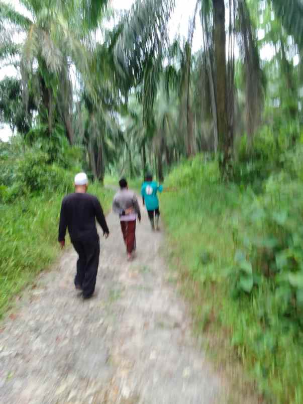 dijual lahan perkebunan di pandeglang