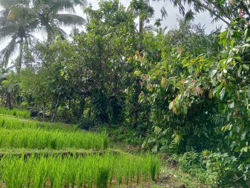 dijual lahan tegalan kontur melandai los sungai
