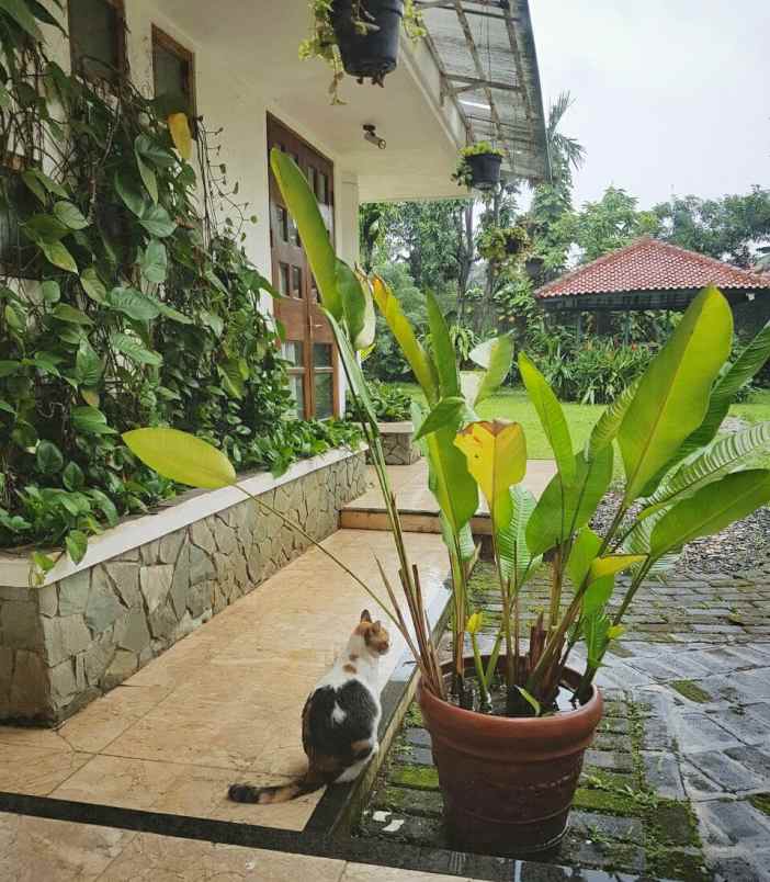 dijual rumah jl bango pondok labu