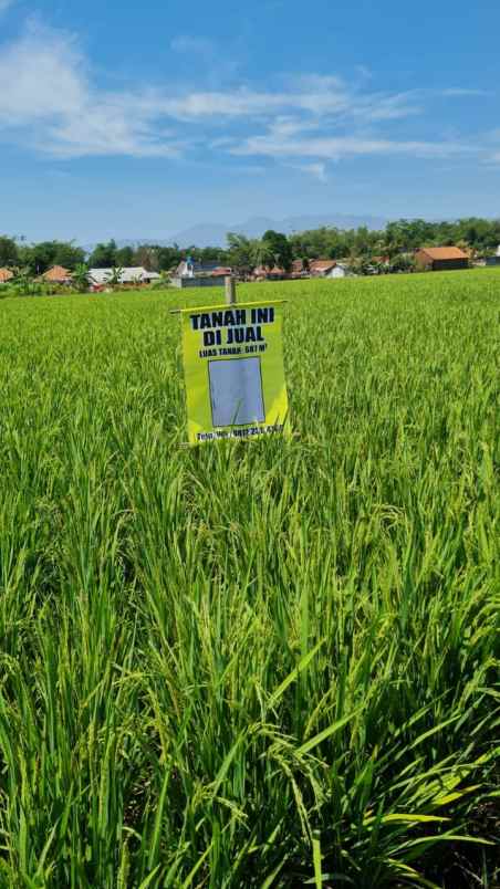 dijual sawah produktif di bandung selatan