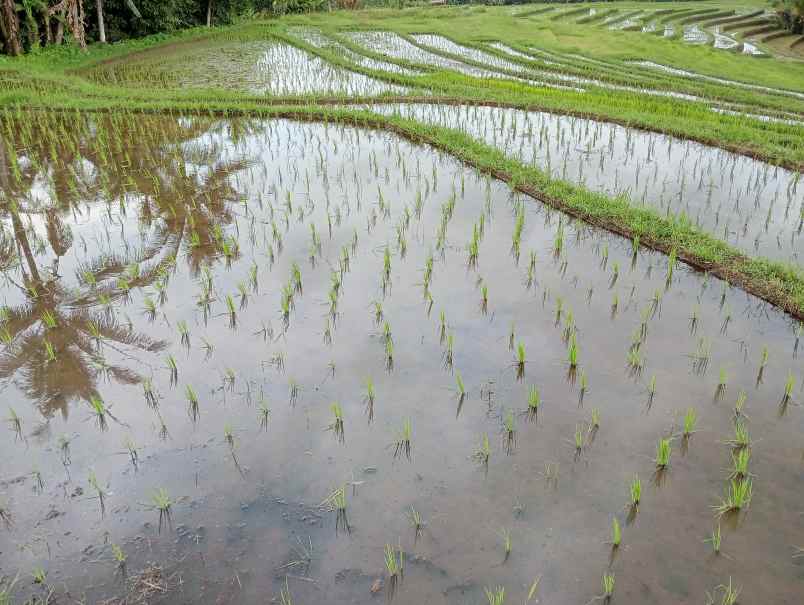 dijual tanah angkah