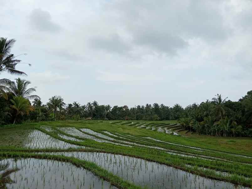 dijual tanah angkah