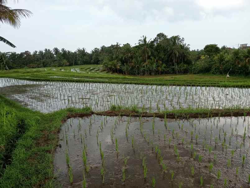 dijual tanah angkah