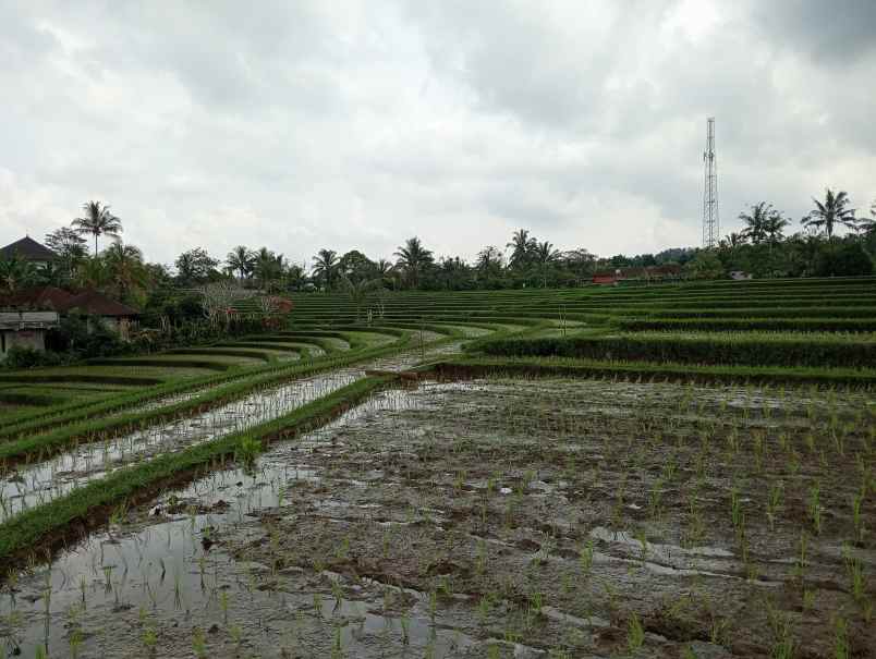 dijual tanah angkah