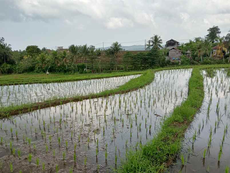 dijual tanah angkah