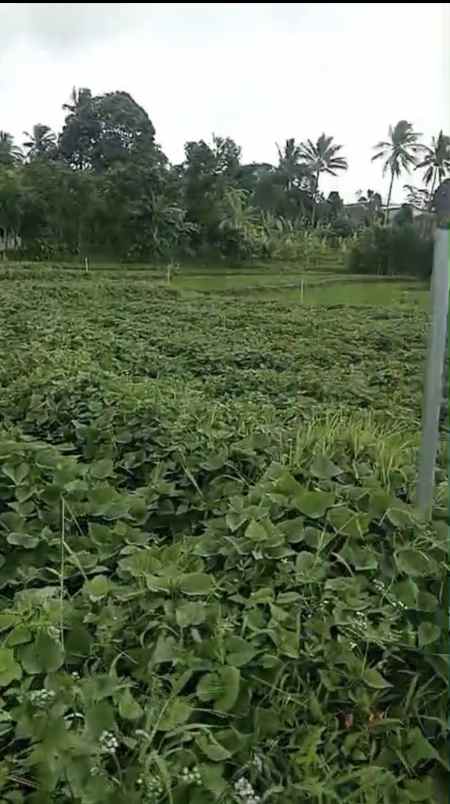 dijual tanah di setianegara