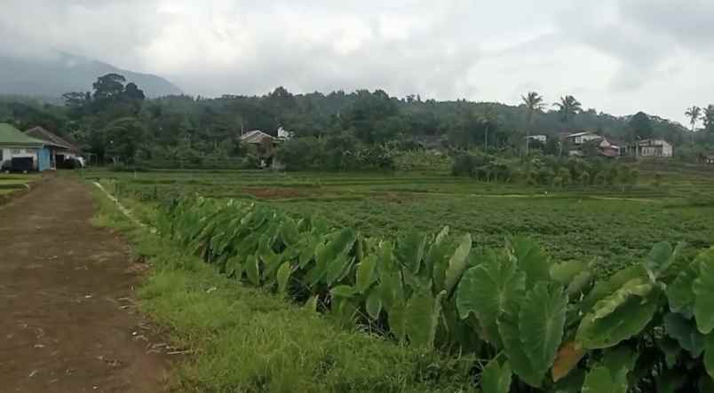 dijual tanah di setianegara