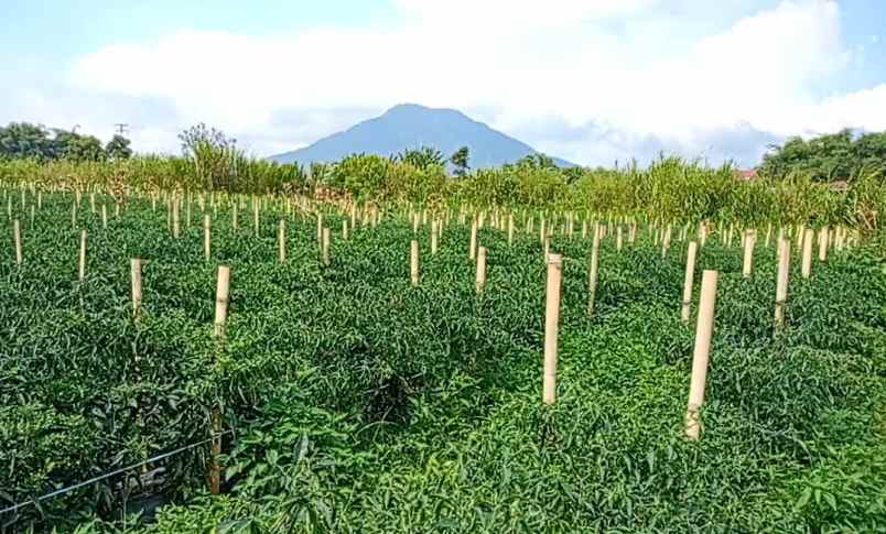 dijual tanah dolat rayat berastagi
