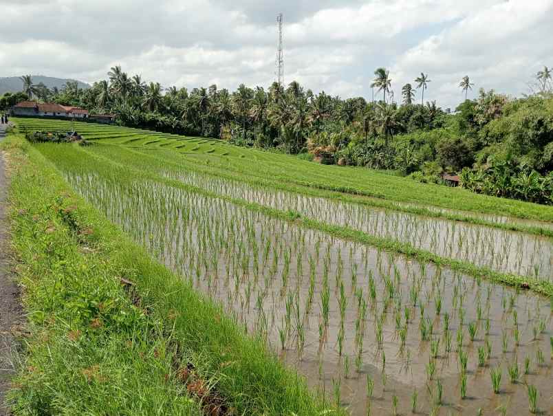 dijual tanah ds lalanglinggah