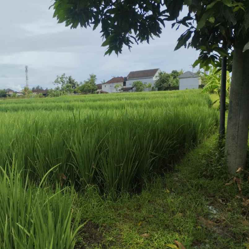 dijual tanah jl tibu biyu