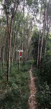 dijual tanah kebun karet seluas 10 660 m2 banyuasin