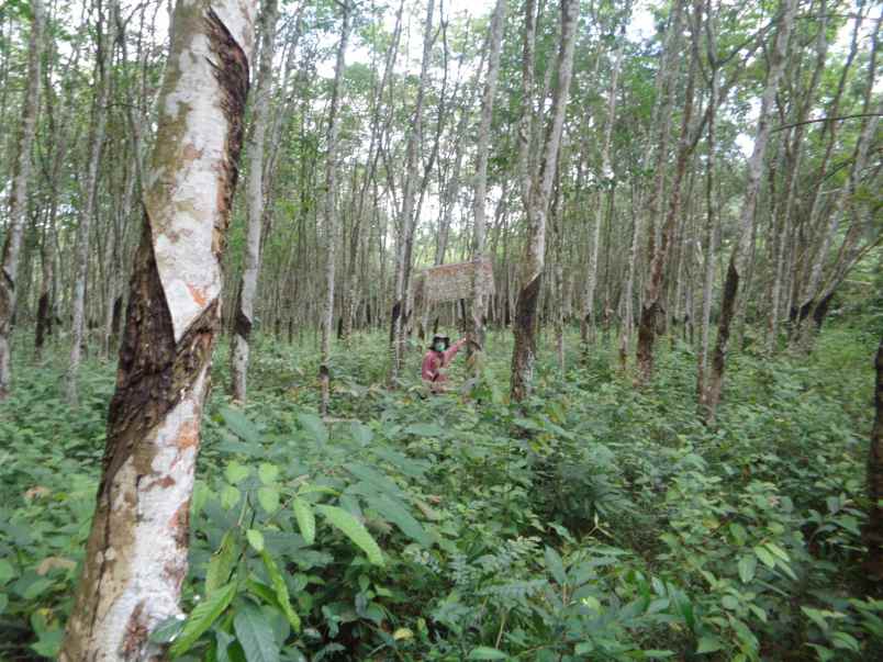 dijual tanah kebun karet seluas 10 660 m2 banyuasin
