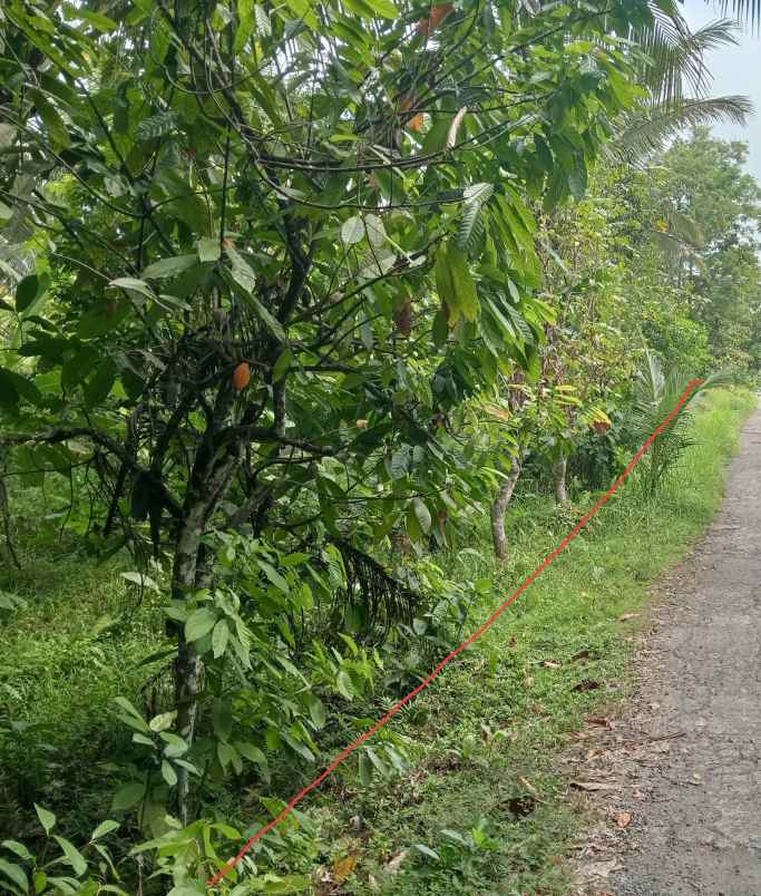 dijual tanah kebun los sungai murah tempat strategis