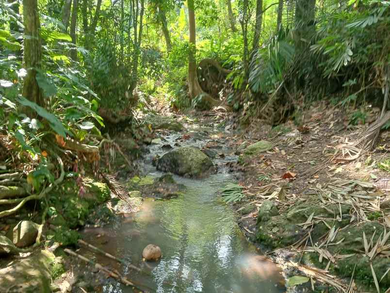 dijual tanah kebun los sungai murah tempat strategis