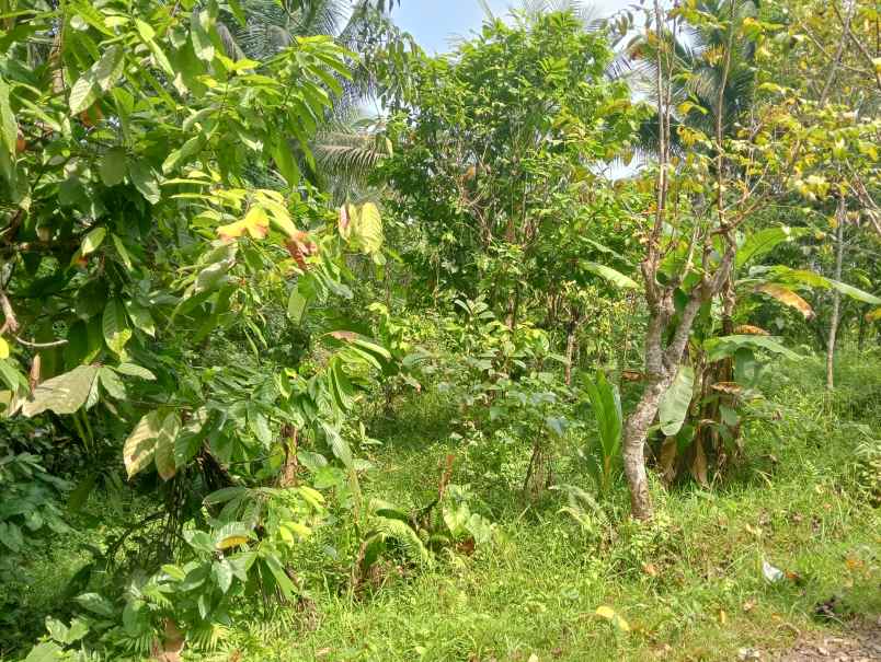 dijual tanah kebun los sungai murah tempat strategis