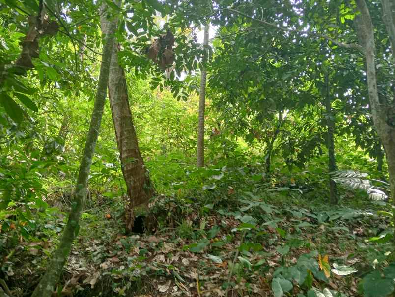 dijual tanah kebun los sungai murah tempat strategis