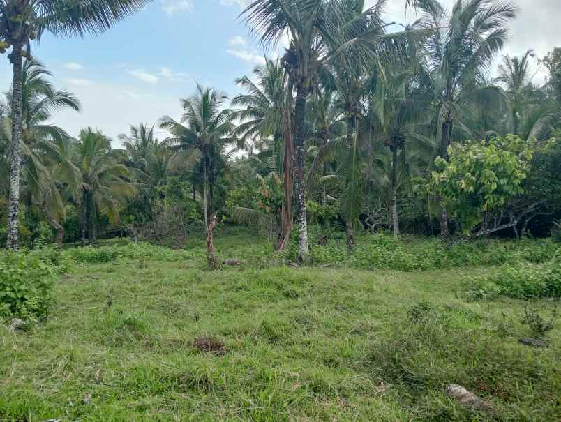 dijual tanah kebun los sungai murah tempat strategis