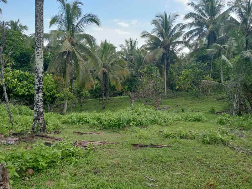 dijual tanah kebun los sungai murah tempat strategis