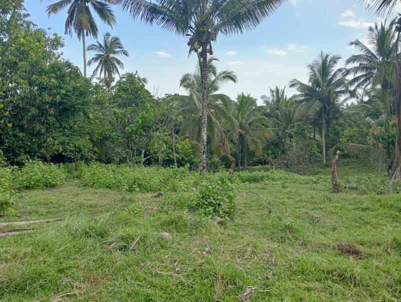 dijual tanah kebun los sungai murah tempat strategis