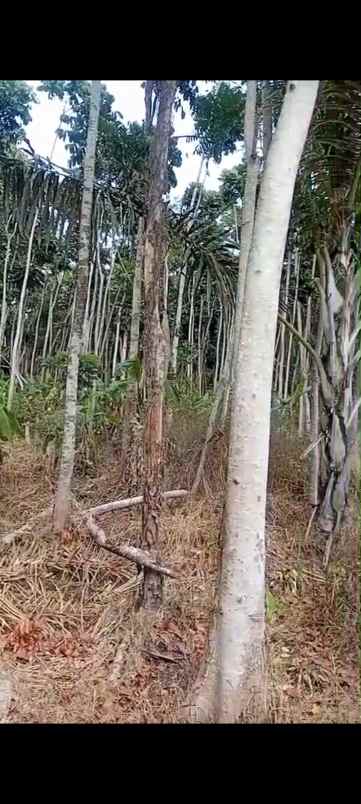 dijual tanah kp andir majasari