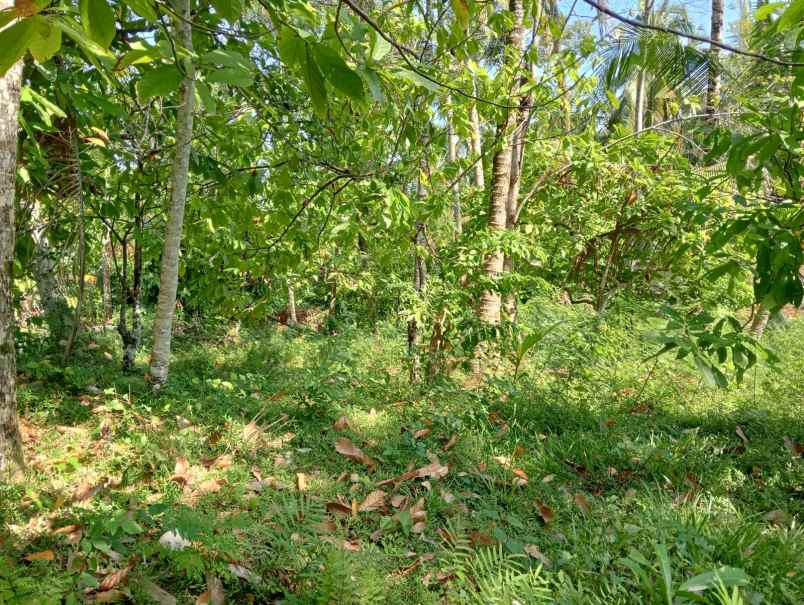 dijual tanah lalanglinggah selemadeg