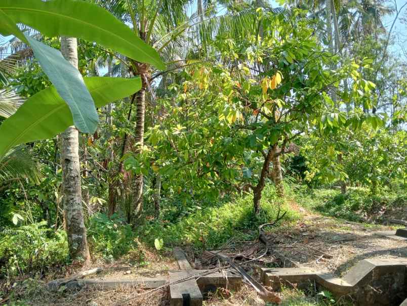 dijual tanah lalanglinggah selemadeg