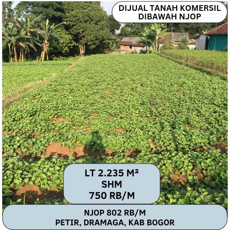 dijual tanah luas dan strategis di bogor dekat ke ipb