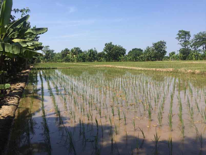 dijual tanah masih berbentuk sawah