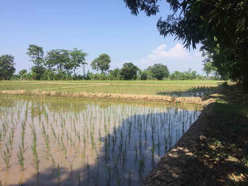 dijual tanah masih berbentuk sawah