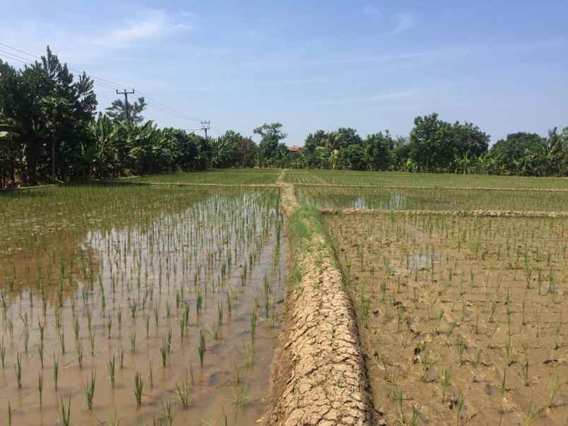 dijual tanah masih berbentuk sawah