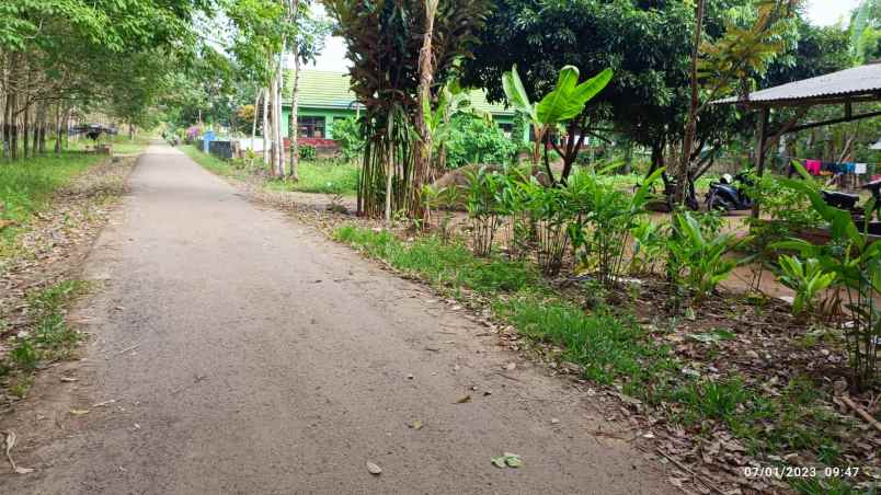 dijual tanah negeri katon pesawaran