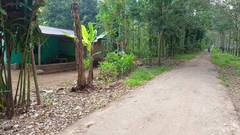 dijual tanah negeri katon pesawaran