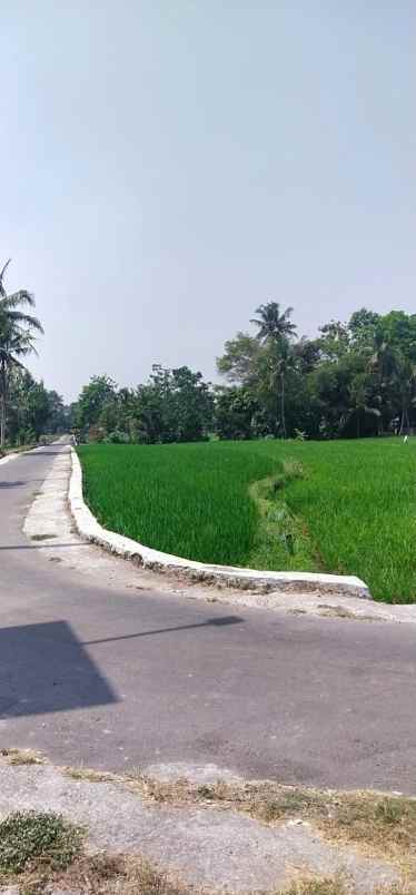 dijual tanah sawah murah meriah nego sampai jadi