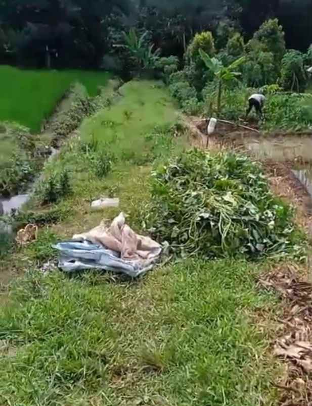 dijual tanah sawah produktif