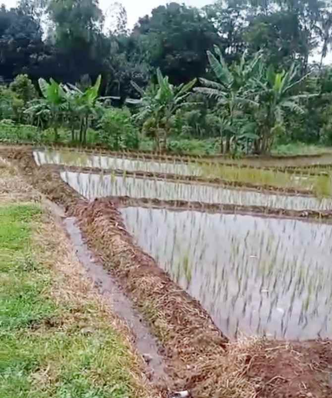 dijual tanah sawah produktif