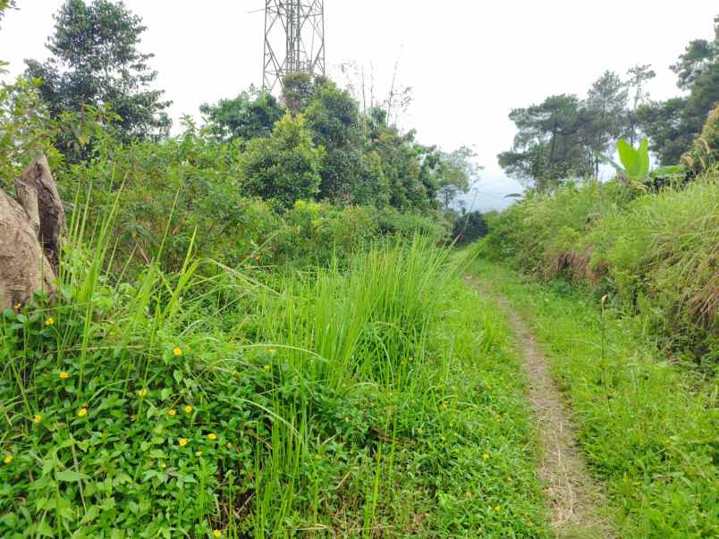 dijual tanah tajur halang cijeruk bogor