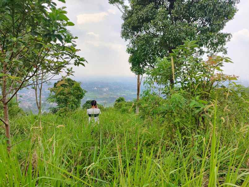 dijual tanah tajur halang cijeruk bogor