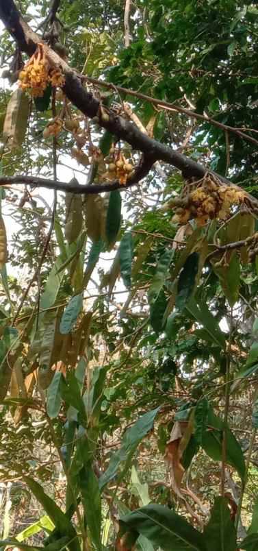 dijual tanah tajur halang ciwangi