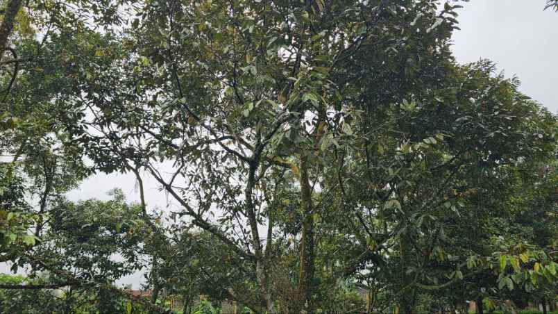 dijual tanah tamansari bogor