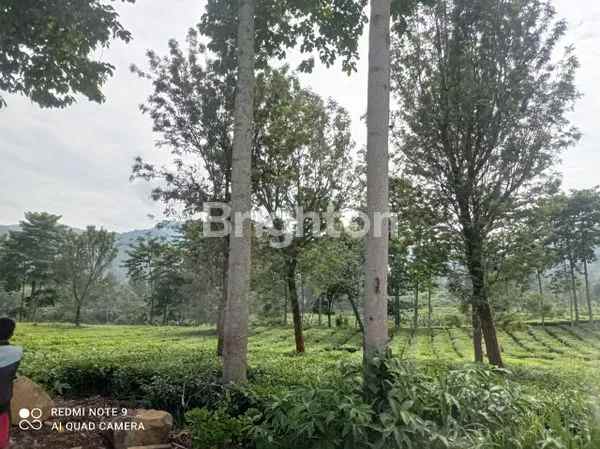 dijual tanah tugu selatan puncak kab bogor