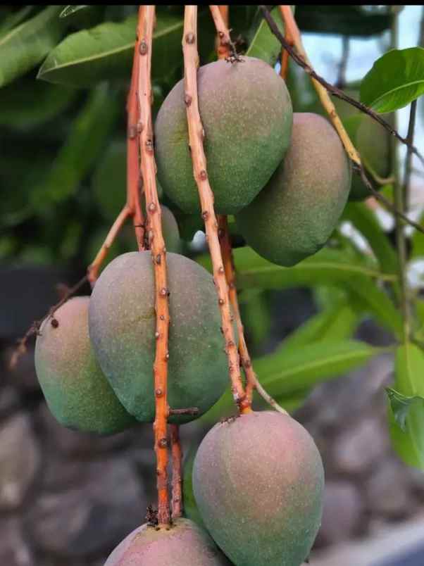 dijual villa bumiaji